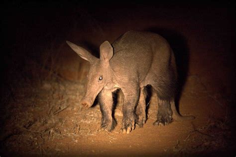  Aardvark: Een Wonder van de Nacht met een Onverwachte Liefde voor Termieten!