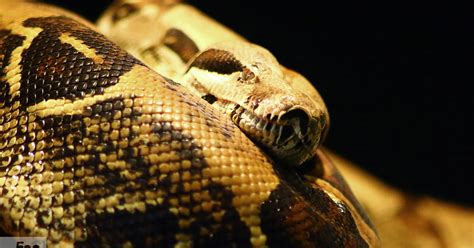  Boas: Deze Schuwende Slangen Kunnen Hun Prooi Verstikken Met een Ontroerende Knip!