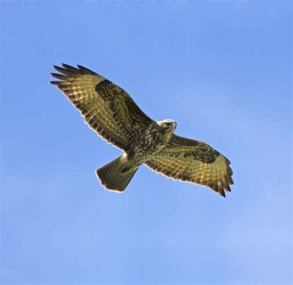  Jasinus: Een Buizerd van de Zeebodem Met een Onverwachte Zoetheid?