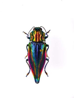  Ladenstaart! Een insect met de fascinerende kleuren van een regenboog en de subtiele schoonheid van een juweel