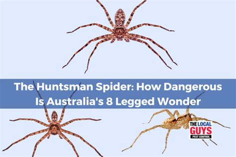  Reticulated Huntsman! Discover This Spectacular Eight-Legged Wonder With Its Distinctive Markings and Lightning-Fast Reflexes