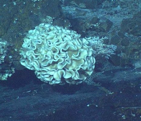  Xenophyophores:  A Single-Celled Giant Unveiling Secrets of Deep-Sea Environments!