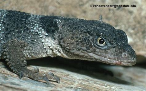  Xenosaurus: Een reptiel met een verborgen talent voor camouflage!