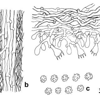 Aculeata: Een Microscopische Wonder met Haarachtige Structuren en een Beweeglijke Zelfstandigheid!