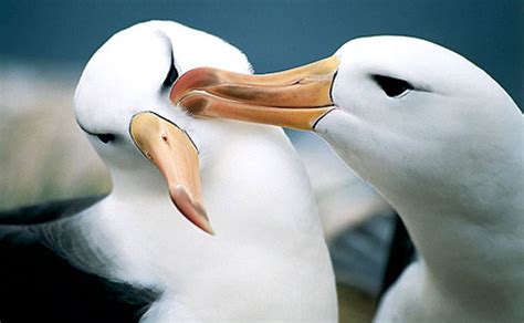  Albatros! Een meesterlijke vlieger die de oceaan golven trotseren en adembenemende duiken uitvoert