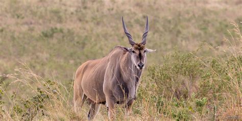 Eland! Een imposant herbivoor met een gewei dat de aandacht trekt en een sociale structuur die doet denken aan menselijke gemeenschappen