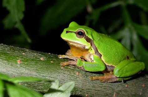  European Tree Frog! A Tiny Acrobatic Wonder That Hops Through Life With Sticky Toes and Charming Vocalizations