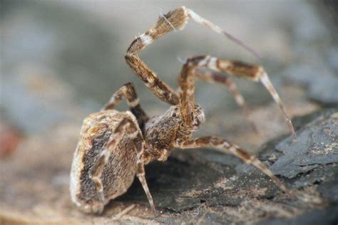  Uitstekend spinnenwebwever: De verborgen wereld van de Uloboridae!