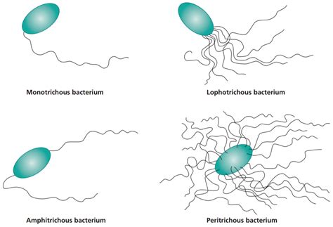  Flagellatum: Een microscopisch wonder met trilhaar-gedreven locomotie en een voorliefde voor bacteriën!