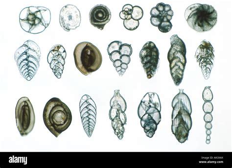  Foraminifera! One-Celled Ocean Dwellers With Intricate Shells That Tell Tales of Ancient Seas