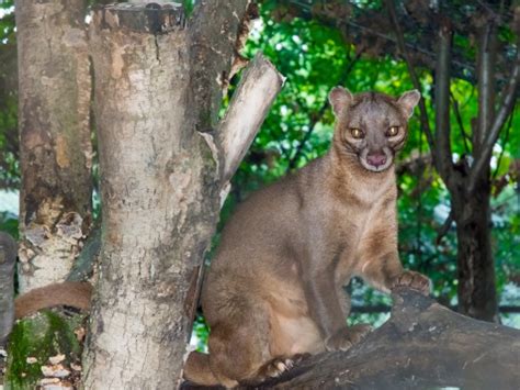  Fossa! Een Weet jij Alles Over Deze Meesterlijke Jager Met een Gezicht Vol Mysteries?