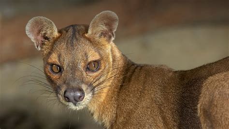  Fossa: Een Mythische Jager met de Snelheid van de Wind en het Gezicht van een Kat!