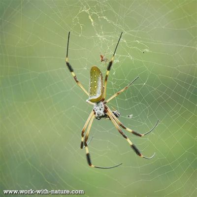  Grote Spin (Golden Silk Orb-Weaver): Een Schitterende Architect in de Insectenwereld!