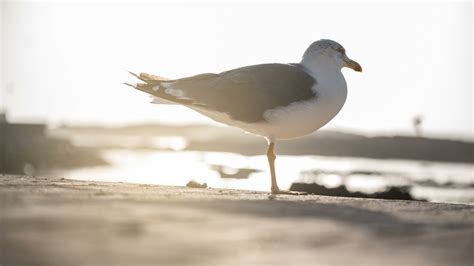  Hakvogel: Een Weerbarstige Vogelaar met een Voorliefde voor Krabben en de Geluiden van het Strand!