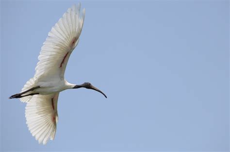  Ibis! Een vogel die elegant zweeft en met zijn lange snavel verborgen lekkernijen ontgraaft