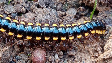  Indische Schuine Milipede: Een Verbluffende Cocktail van Gedraaide Staarten en Schijnbaar Onbeperkte Poten!