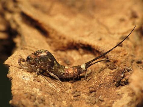  Jumping Bristletails: Sneaky Leaf-Littering Nocturnal Explorers with Many Legs