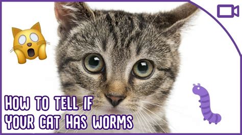  Kitten-Worm: A Tiny Terror That Lives a Life of Deception!