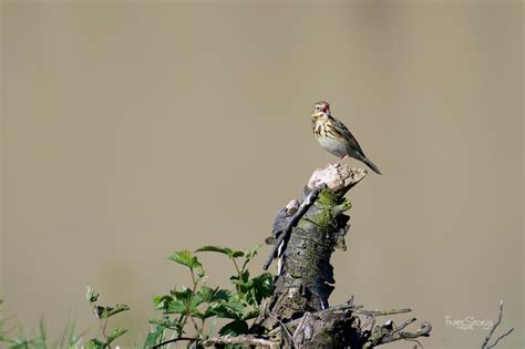  Leeuwerik! Een Zingende Ster Van De Grond En De Hemel