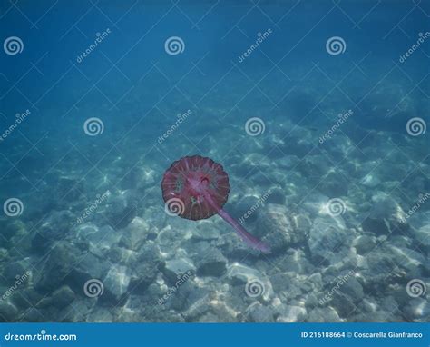   Ligurian Jellyfish! Delicate Dancers and Masters of Deception in the Mediterranean Sea