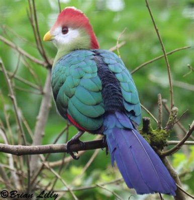  Turaco! De Vogels Met een Regenboogkleurenpalet