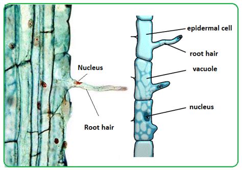  Urotrichia: Een microscopisch wonder dat door de wateren glijdt met duizend haartjes!