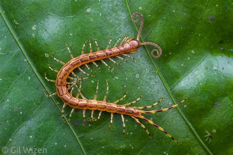  Wiren Worm Een Wonder van het Regenwoud: De Grootste Myriapode ter Wereld met een Onverwachte Smaak voor Planten!